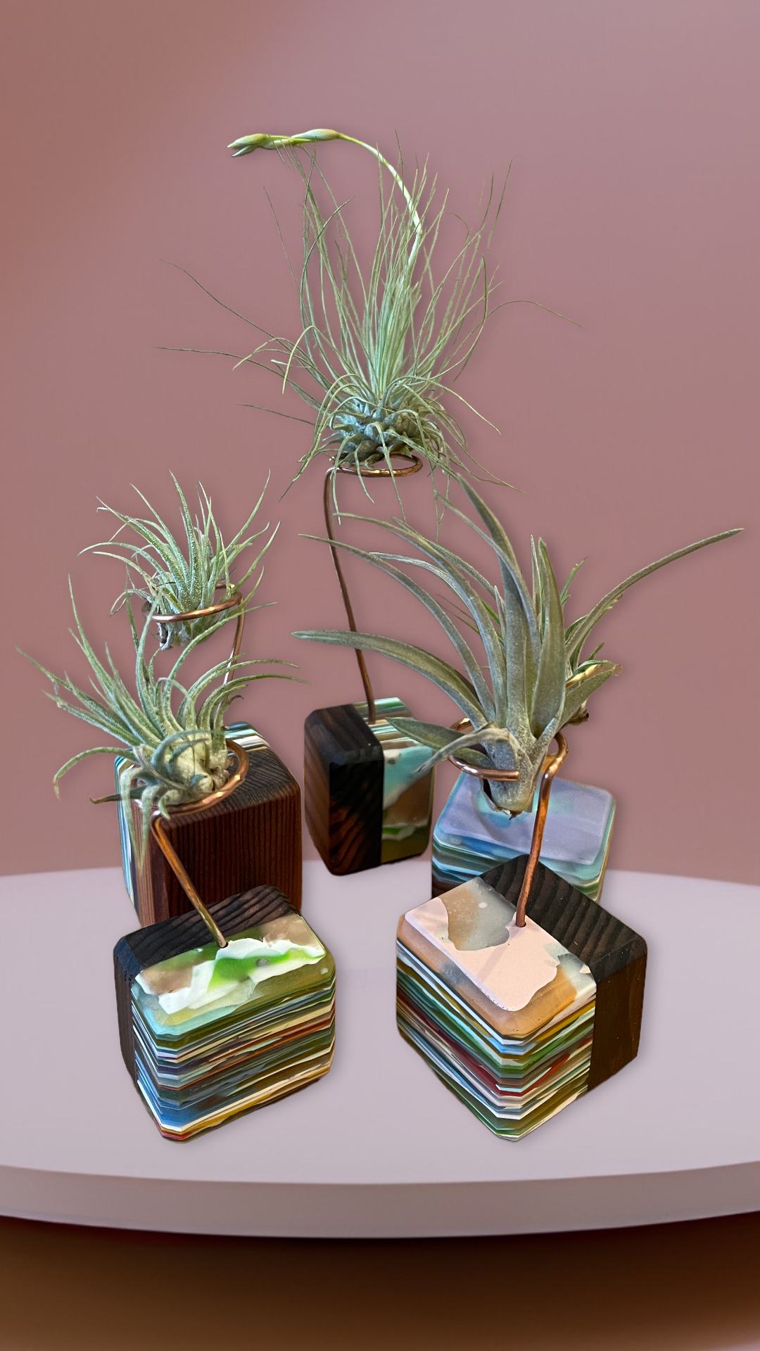 Plants - Ventana Air Wave Plants