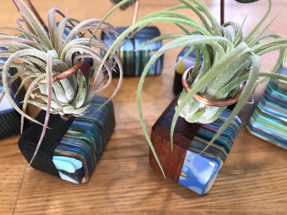 Plants - Ventana Air Wave Plants