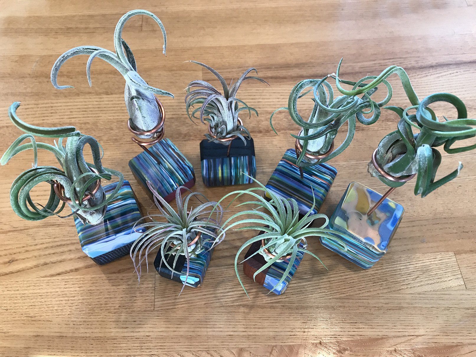 Plants - Ventana Air Wave Plants
