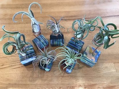 Plants - Ventana Air Wave Plants